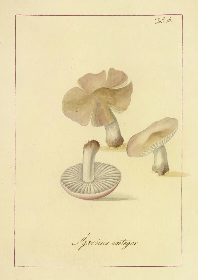 Icons Fungorum Circa Halifax Sponte Nascentium Pl 016 Wall Art by James Bolton - High-Resolution Digital Print