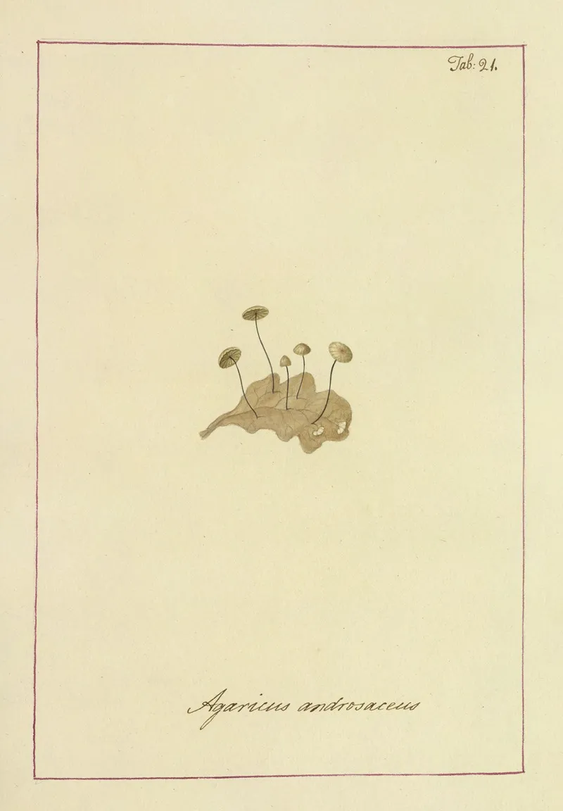 Icons Fungorum Circa Halifax Sponte Nascentium Pl 021 Wall Art by James Bolton - High-Resolution Digital Print