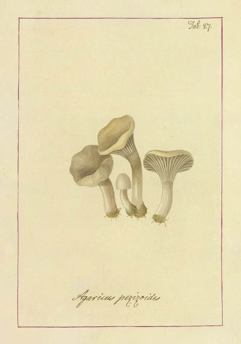 Icons Fungorum Circa Halifax Sponte Nascentium Pl 024 Wall Art by James Bolton - High-Resolution Digital Print