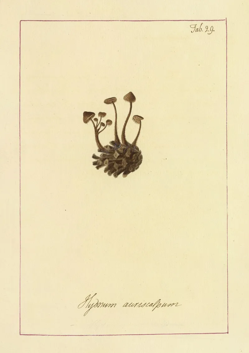 Icons Fungorum Circa Halifax Sponte Nascentium Pl 026 Wall Art by James Bolton - High-Resolution Digital Print