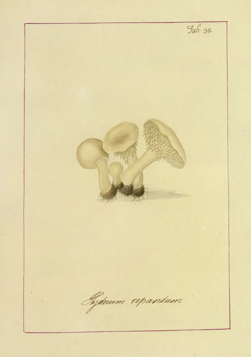 Icons Fungorum Circa Halifax Sponte Nascentium Pl 027 Wall Art by James Bolton - High-Resolution Digital Print