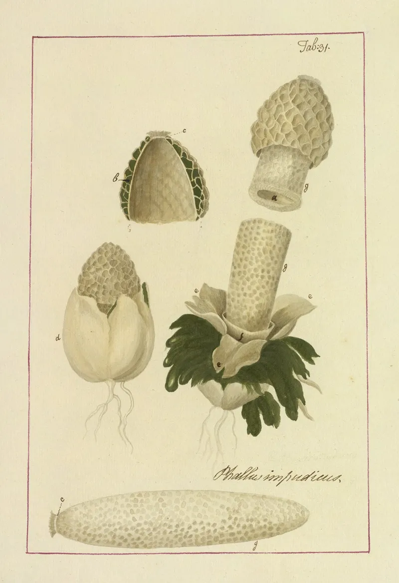 Icons Fungorum Circa Halifax Sponte Nascentium Pl 028 Wall Art by James Bolton - High-Resolution Digital Print