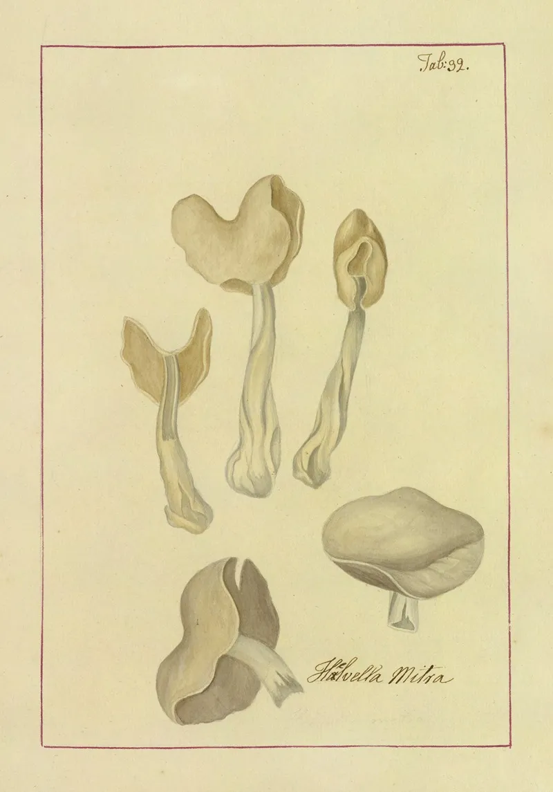 Icons Fungorum Circa Halifax Sponte Nascentium Pl 029 Wall Art by James Bolton - High-Resolution Digital Print