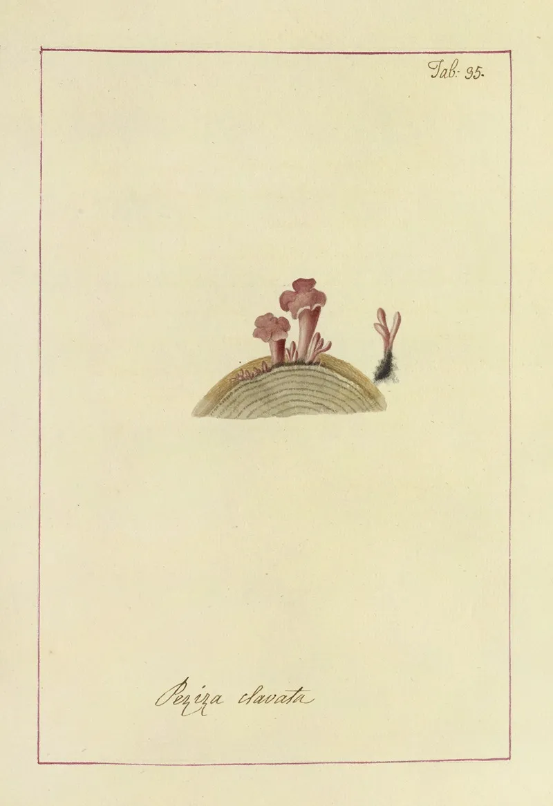 Icons Fungorum Circa Halifax Sponte Nascentium Pl 032 Wall Art by James Bolton - High-Resolution Digital Print