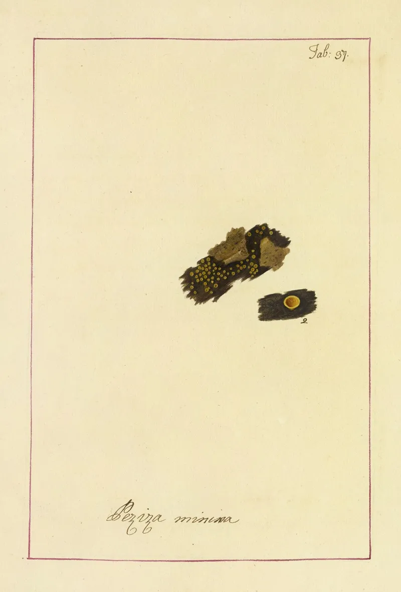 Icons Fungorum Circa Halifax Sponte Nascentium Pl 034 Wall Art by James Bolton - High-Resolution Digital Print