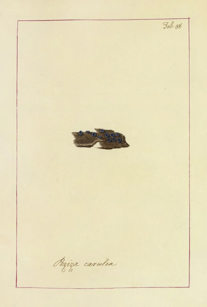 Icons Fungorum Circa Halifax Sponte Nascentium Pl 035 Wall Art by James Bolton - High-Resolution Digital Print