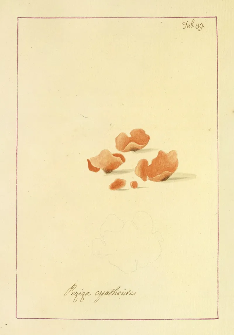 Icons Fungorum Circa Halifax Sponte Nascentium Pl 036 Wall Art by James Bolton - High-Resolution Digital Print