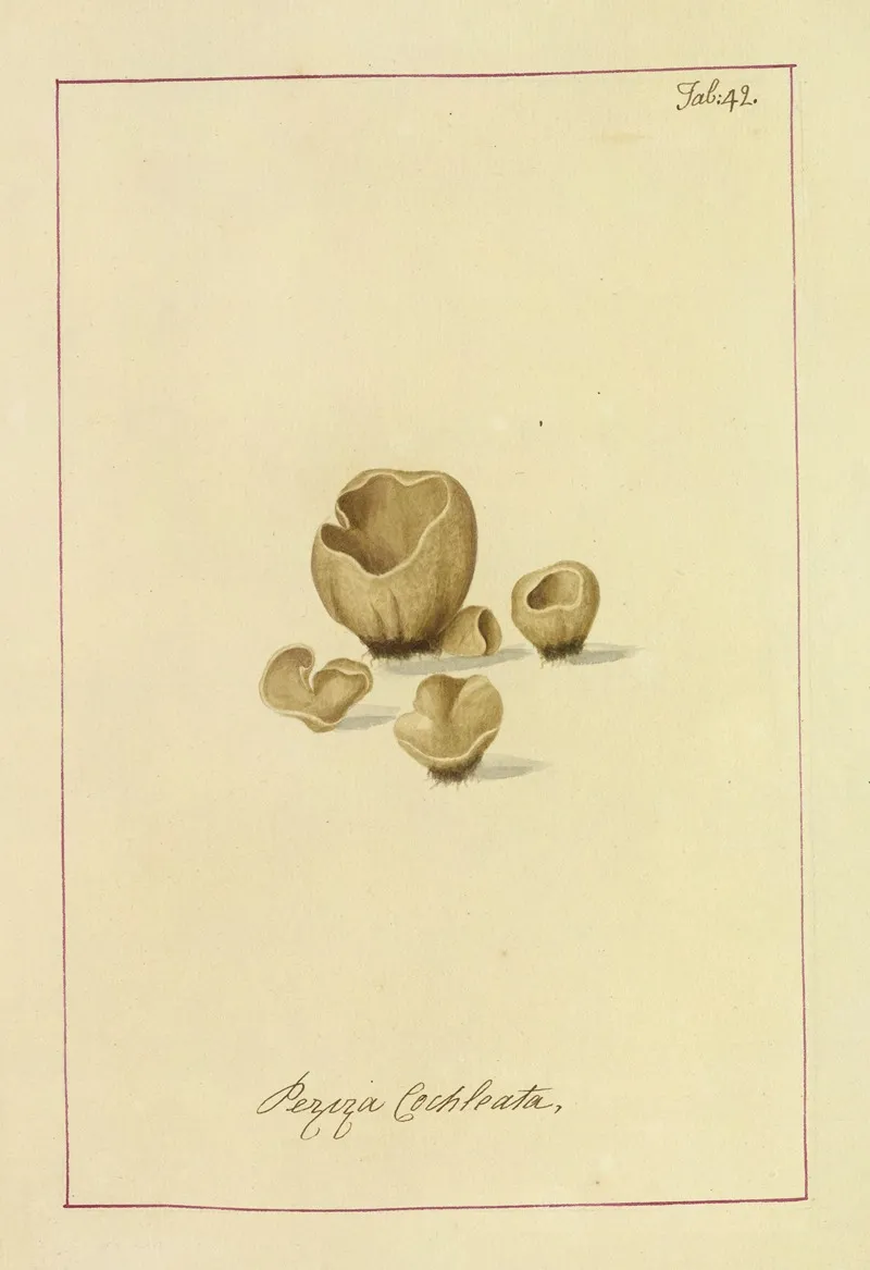 Icons Fungorum Circa Halifax Sponte Nascentium Pl 039 Wall Art by James Bolton - High-Resolution Digital Print