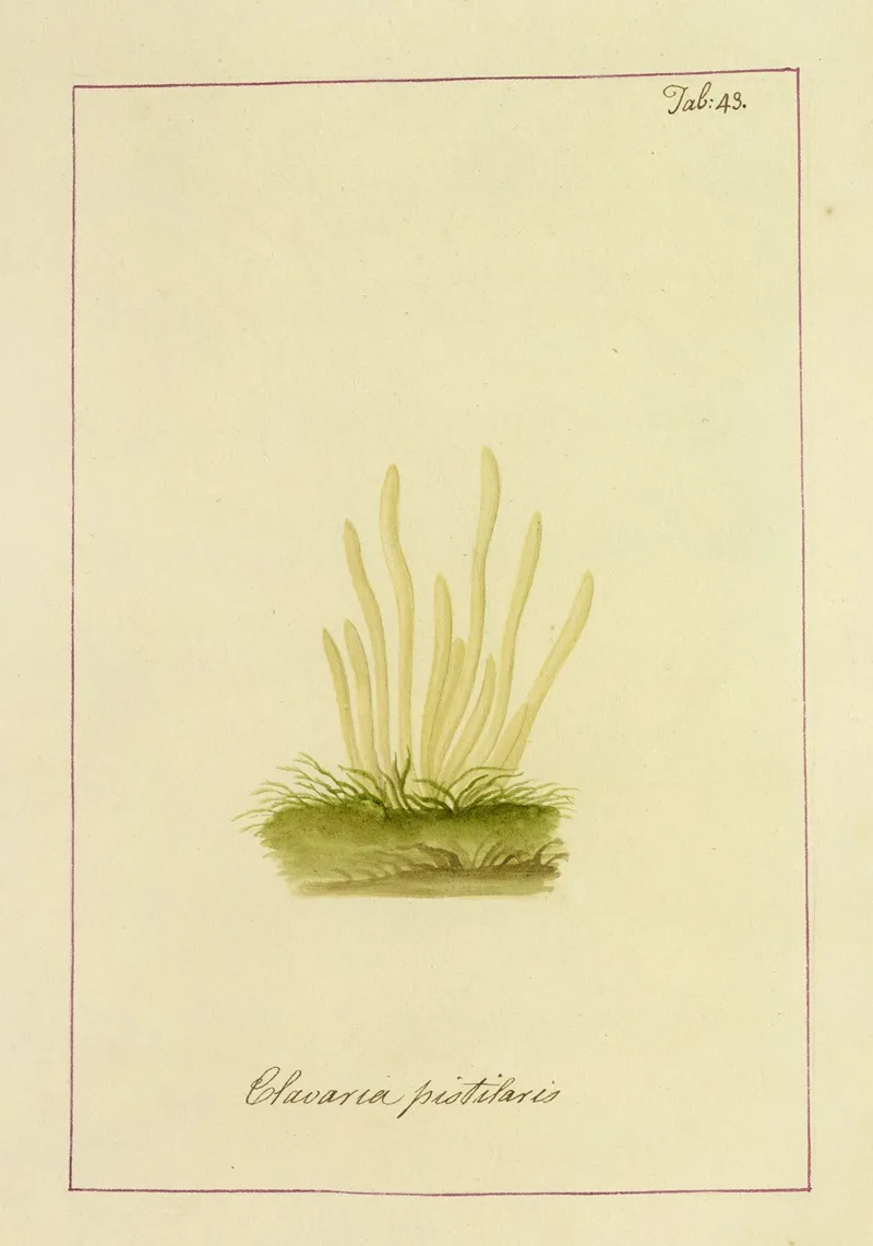 Icons Fungorum Circa Halifax Sponte Nascentium Pl 040 Wall Art by James Bolton - High-Resolution Digital Print