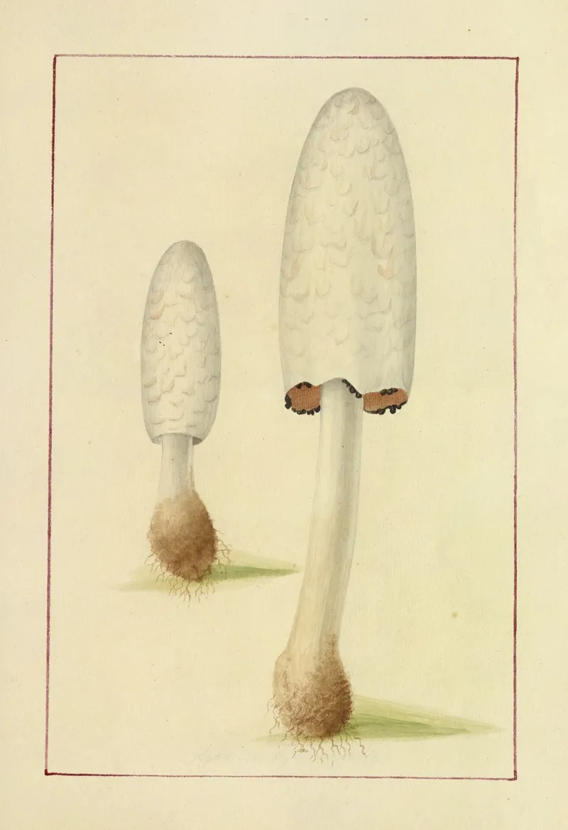 Icons Fungorum Circa Halifax Sponte Nascentium Pl 042 Wall Art by James Bolton - High-Resolution Digital Print