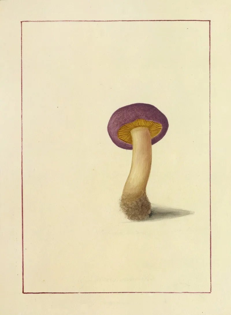Icons Fungorum Circa Halifax Sponte Nascentium Pl 043 Wall Art by James Bolton - High-Resolution Digital Print