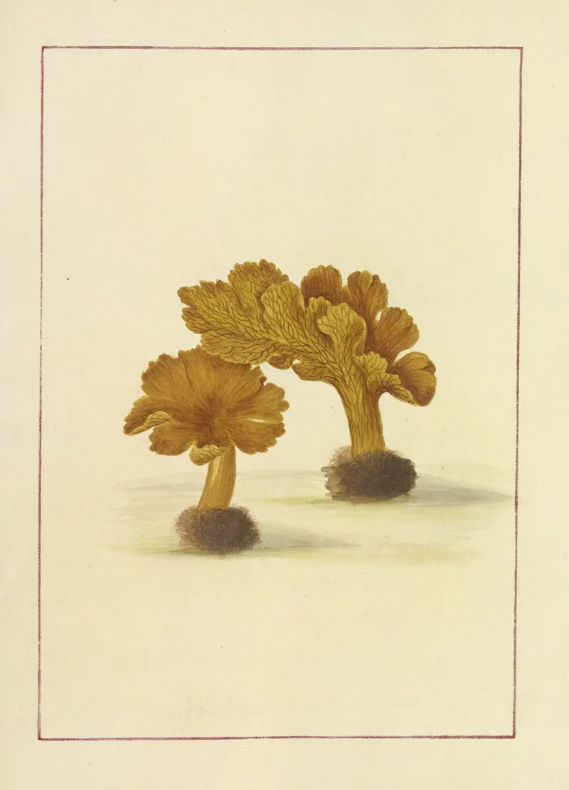 Icons Fungorum Circa Halifax Sponte Nascentium Pl 044 Wall Art by James Bolton - High-Resolution Digital Print