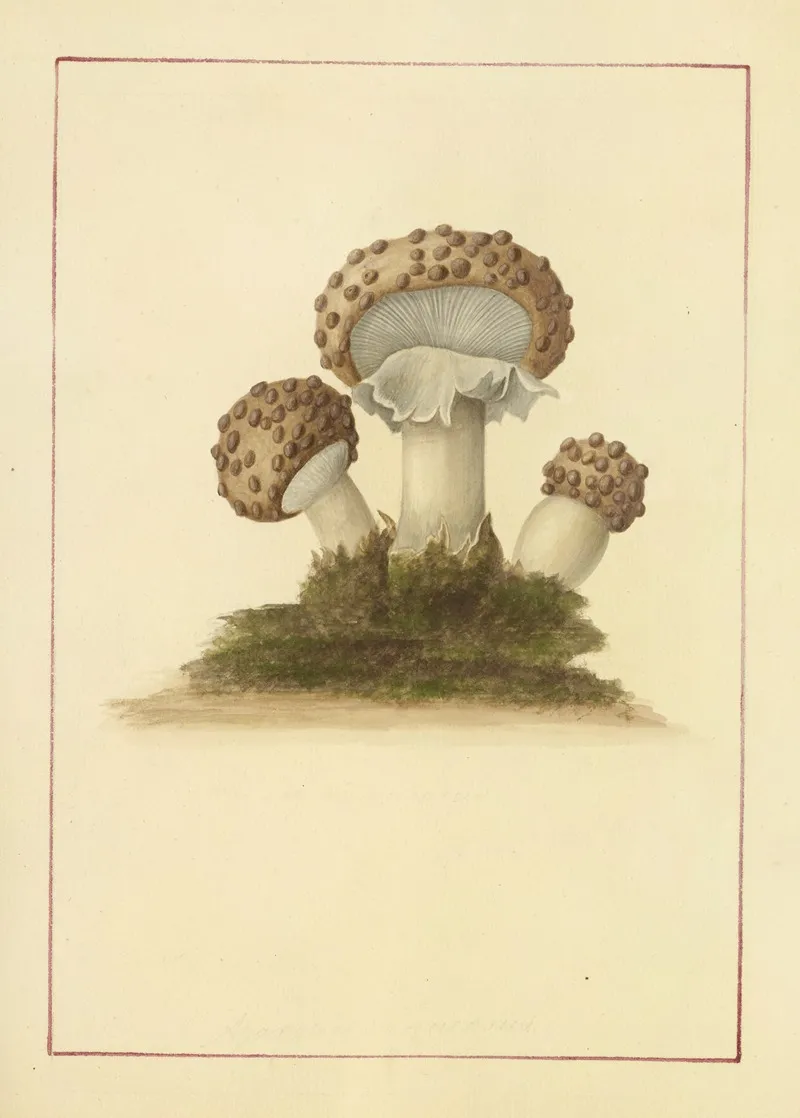 Icons Fungorum Circa Halifax Sponte Nascentium Pl 045 Wall Art by James Bolton - High-Resolution Digital Print