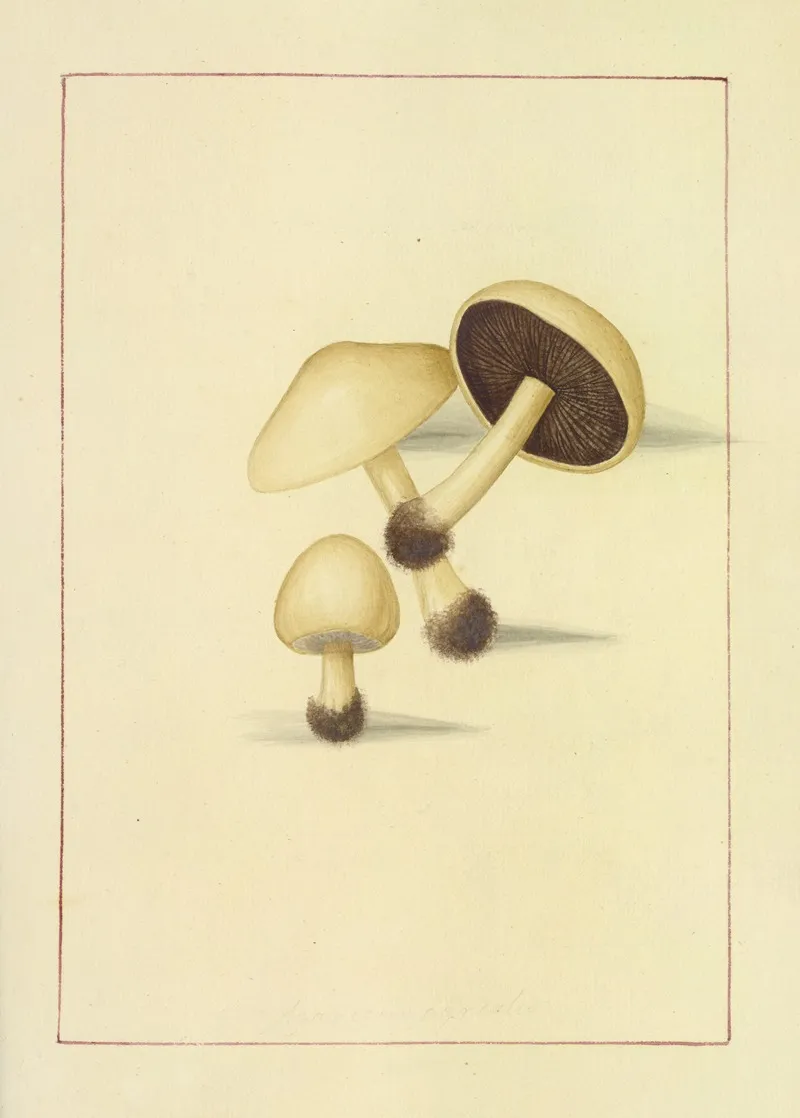 Icons Fungorum Circa Halifax Sponte Nascentium Pl 046 Wall Art by James Bolton - High-Resolution Digital Print
