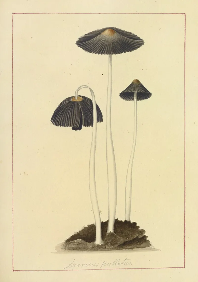 Icons Fungorum Circa Halifax Sponte Nascentium Pl 048 Wall Art by James Bolton - High-Resolution Digital Print