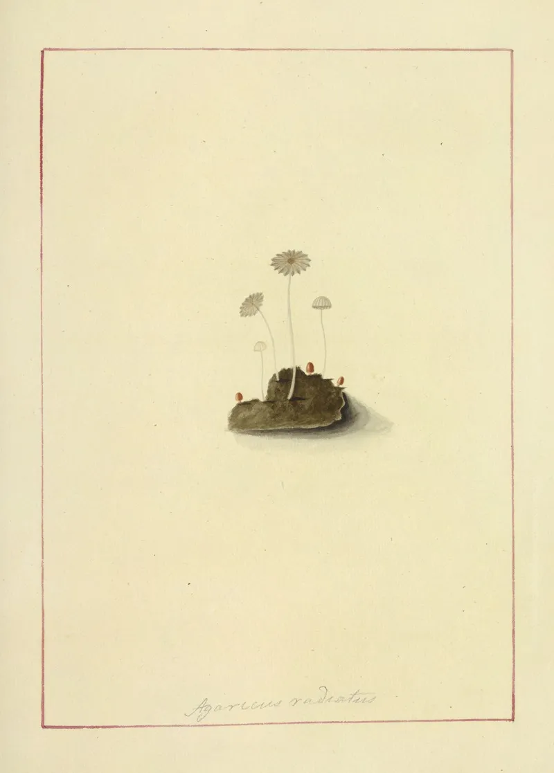 Icons Fungorum Circa Halifax Sponte Nascentium Pl 050 Wall Art by James Bolton - High-Resolution Digital Print