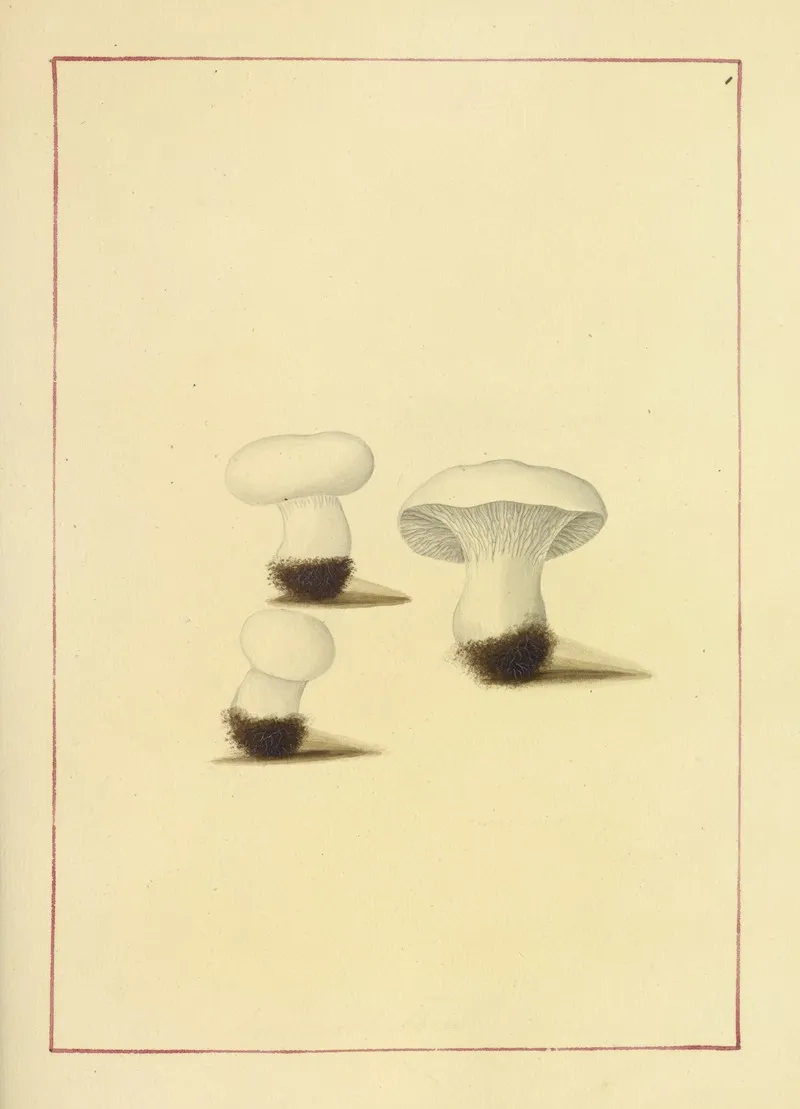 Icons Fungorum Circa Halifax Sponte Nascentium Pl 051 Wall Art by James Bolton - High-Resolution Digital Print