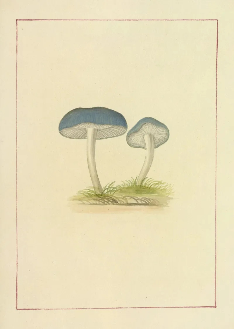 Icons Fungorum Circa Halifax Sponte Nascentium Pl 052 Wall Art by James Bolton - High-Resolution Digital Print
