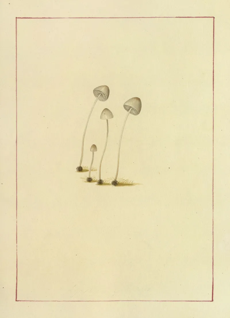 Icons Fungorum Circa Halifax Sponte Nascentium Pl 053 Wall Art by James Bolton - High-Resolution Digital Print