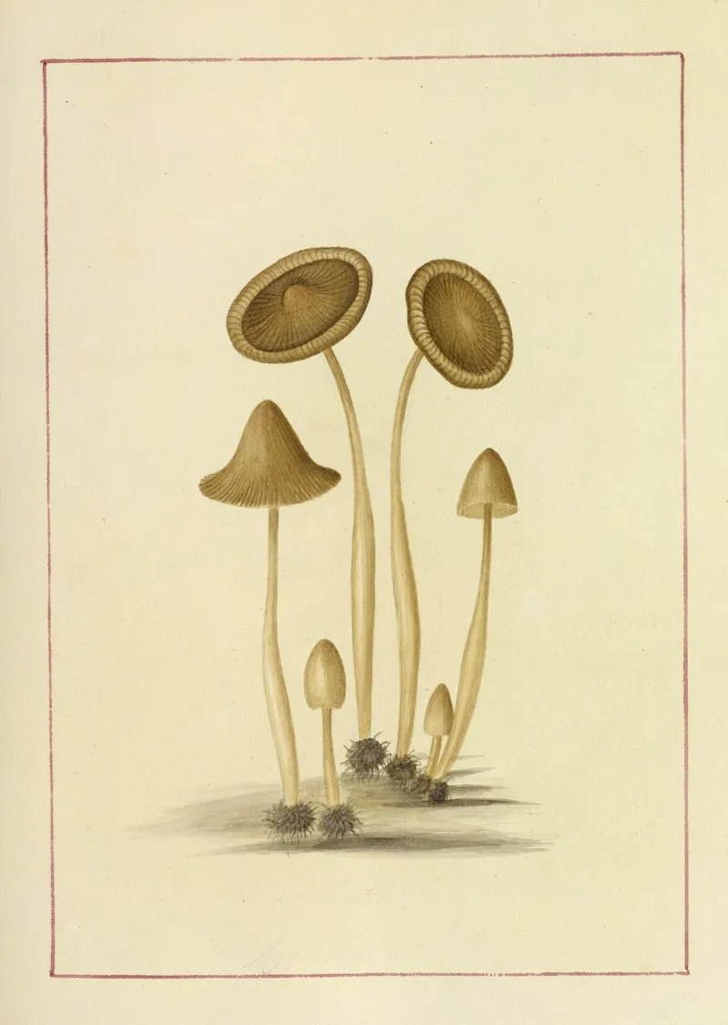 Icons Fungorum Circa Halifax Sponte Nascentium Pl 054 Wall Art by James Bolton - High-Resolution Digital Print