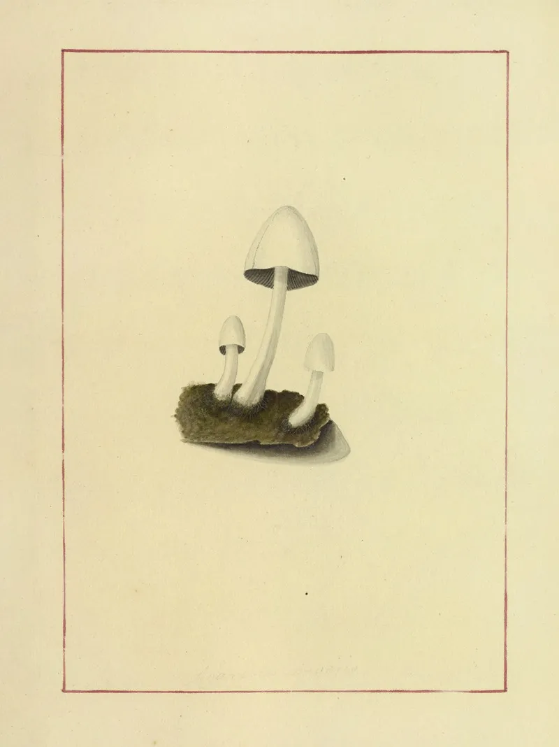 Icons Fungorum Circa Halifax Sponte Nascentium Pl 055 Wall Art by James Bolton - High-Resolution Digital Print