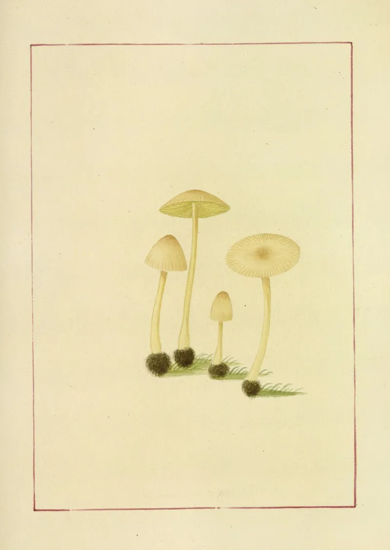 Icons Fungorum Circa Halifax Sponte Nascentium Pl 056 Wall Art by James Bolton - High-Resolution Digital Print