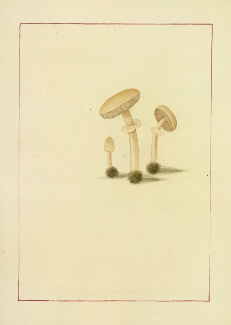 Icons Fungorum Circa Halifax Sponte Nascentium Pl 057 Wall Art by James Bolton - High-Resolution Digital Print