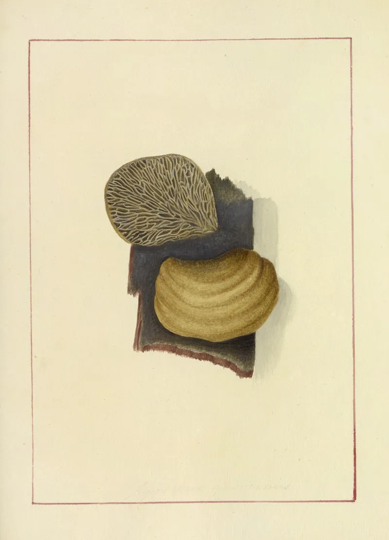 Icons Fungorum Circa Halifax Sponte Nascentium Pl 058 Wall Art by James Bolton - High-Resolution Digital Print