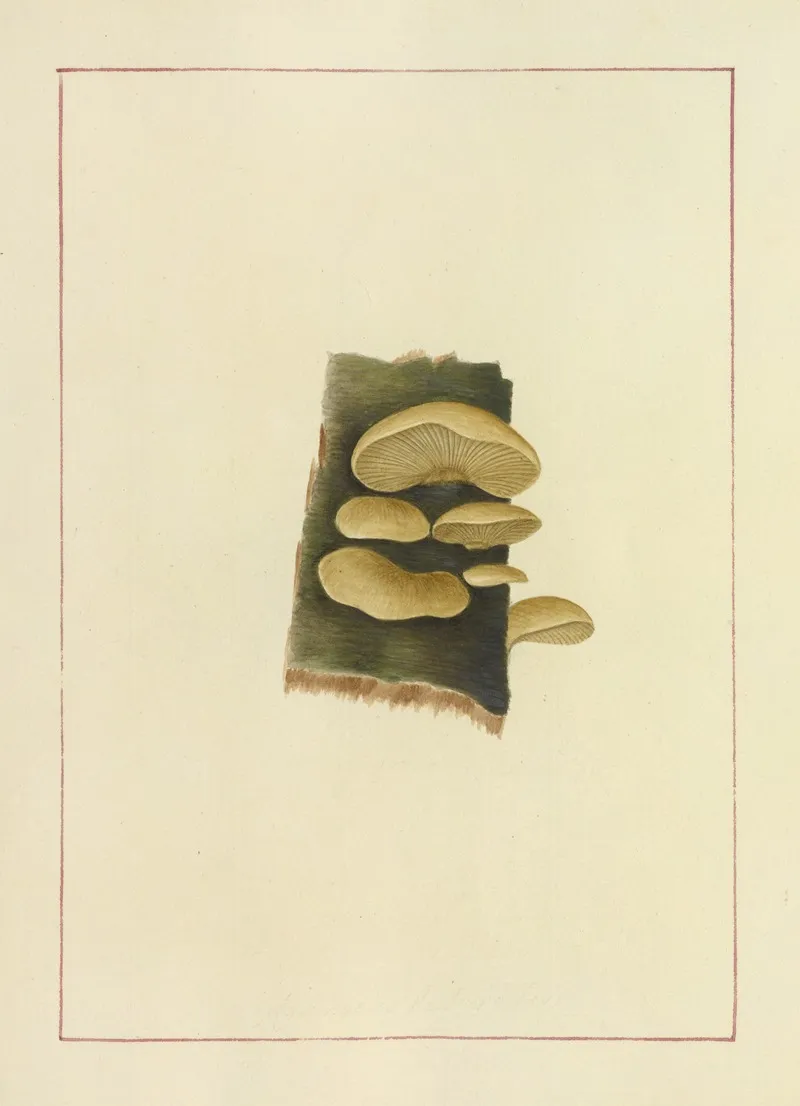Icons Fungorum Circa Halifax Sponte Nascentium Pl 059 Wall Art by James Bolton - High-Resolution Digital Print