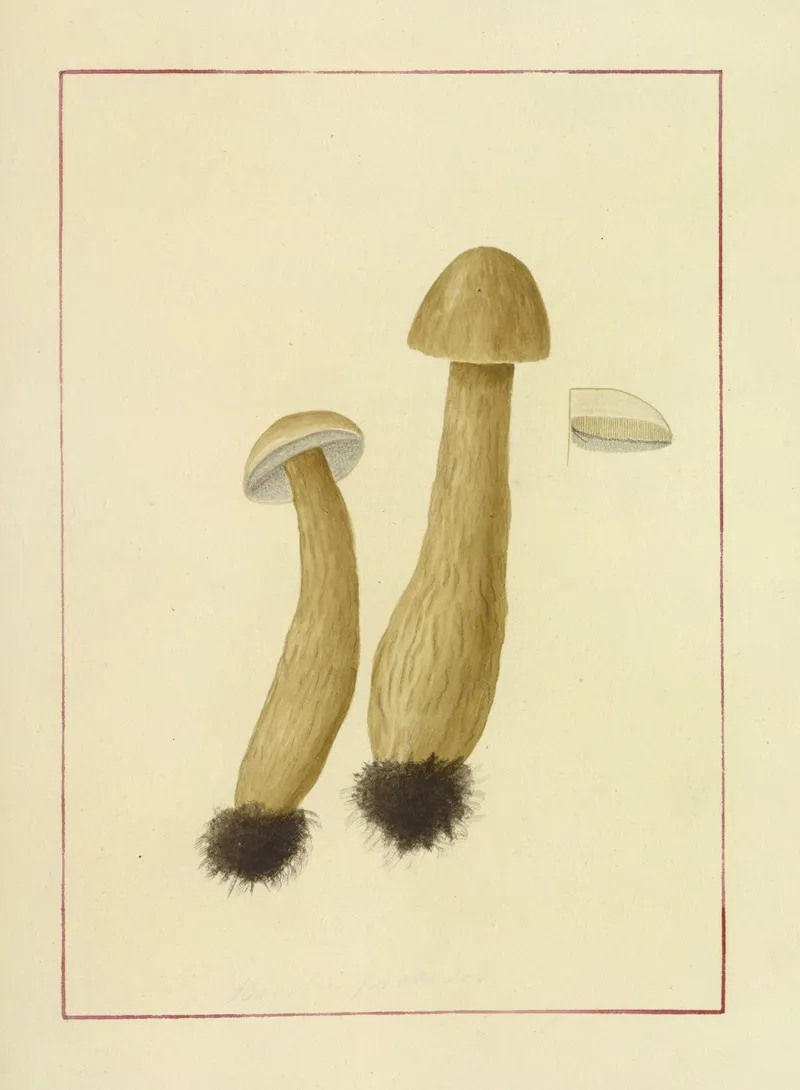 Icons Fungorum Circa Halifax Sponte Nascentium Pl 061 Wall Art by James Bolton - High-Resolution Digital Print
