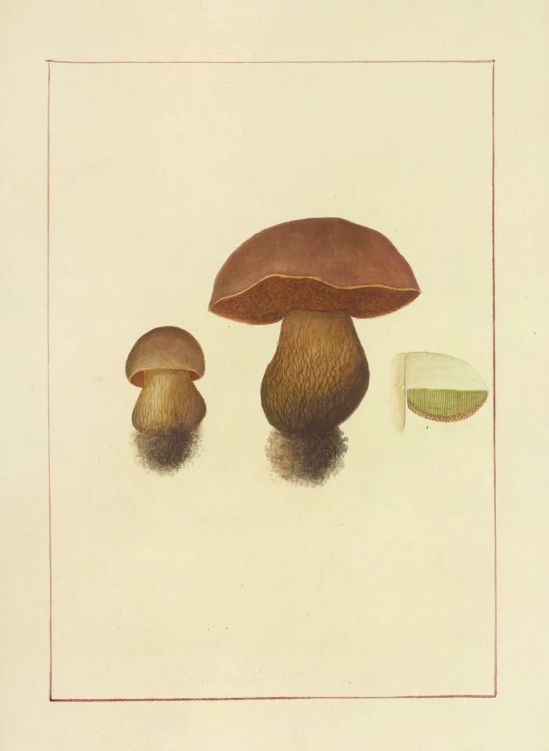 Icons Fungorum Circa Halifax Sponte Nascentium Pl 063 Wall Art by James Bolton - High-Resolution Digital Print