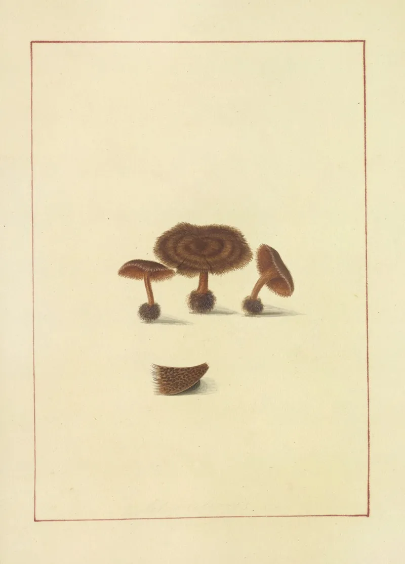 Icons Fungorum Circa Halifax Sponte Nascentium Pl 064 Wall Art by James Bolton - High-Resolution Digital Print