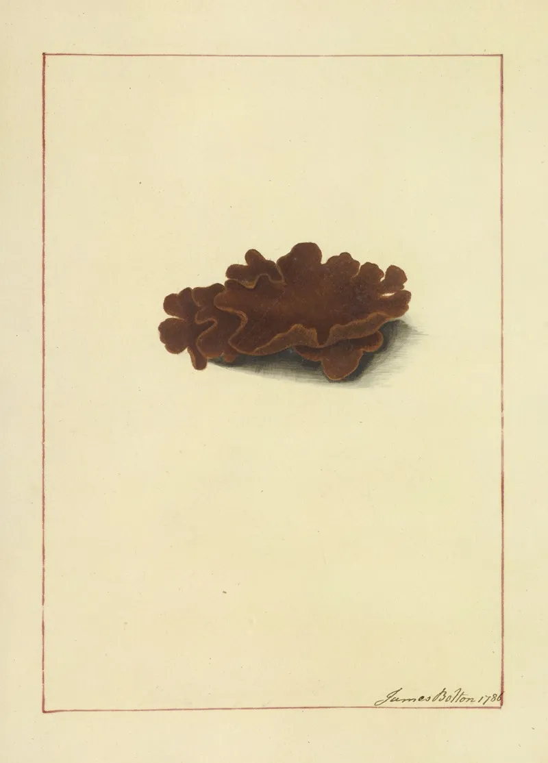 Icons Fungorum Circa Halifax Sponte Nascentium Pl 066 Wall Art by James Bolton - High-Resolution Digital Print