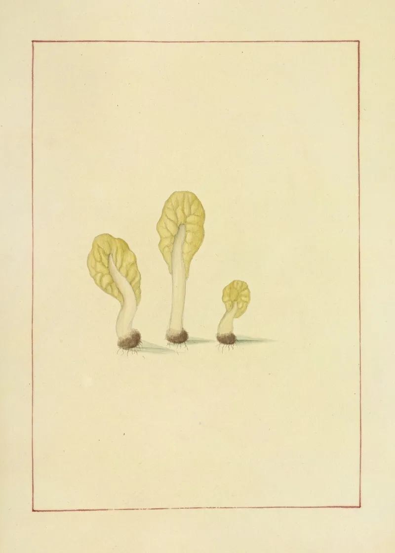 Icons Fungorum Circa Halifax Sponte Nascentium Pl 067 Wall Art by James Bolton - High-Resolution Digital Print