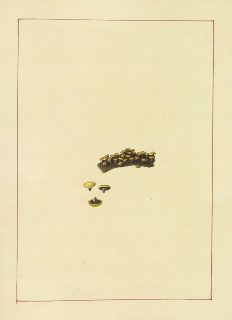 Icons Fungorum Circa Halifax Sponte Nascentium Pl 069 Wall Art by James Bolton - High-Resolution Digital Print