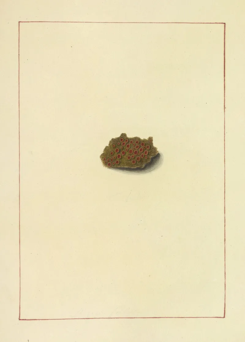 Icons Fungorum Circa Halifax Sponte Nascentium Pl 071 Wall Art by James Bolton - High-Resolution Digital Print