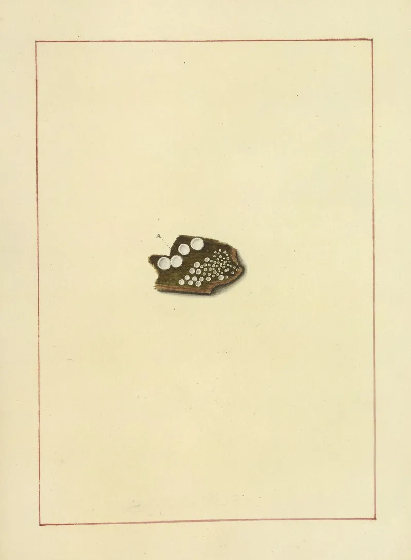 Icons Fungorum Circa Halifax Sponte Nascentium Pl 074 Wall Art by James Bolton - High-Resolution Digital Print