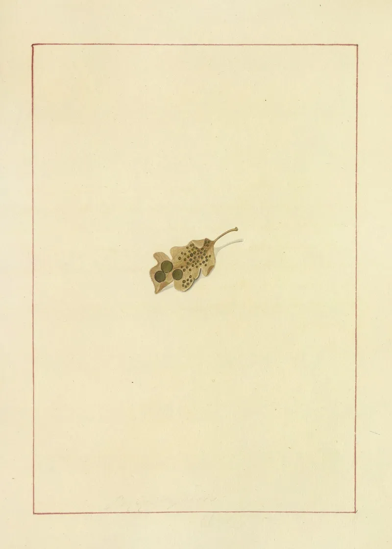 Icons Fungorum Circa Halifax Sponte Nascentium Pl 075 Wall Art by James Bolton - High-Resolution Digital Print