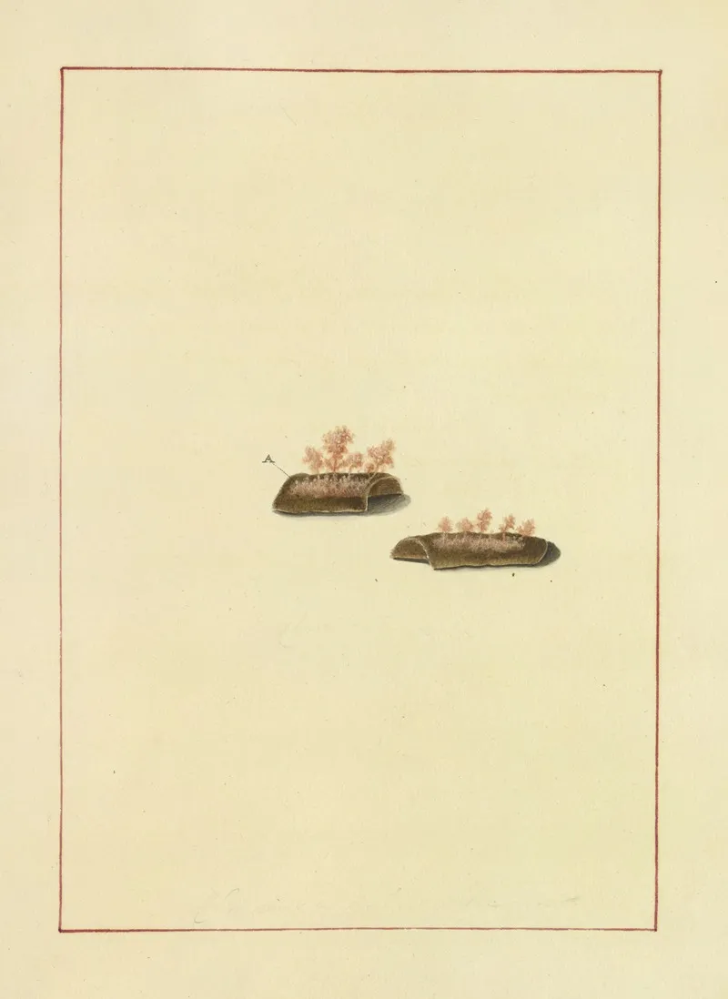 Icons Fungorum Circa Halifax Sponte Nascentium Pl 077 Wall Art by James Bolton - High-Resolution Digital Print