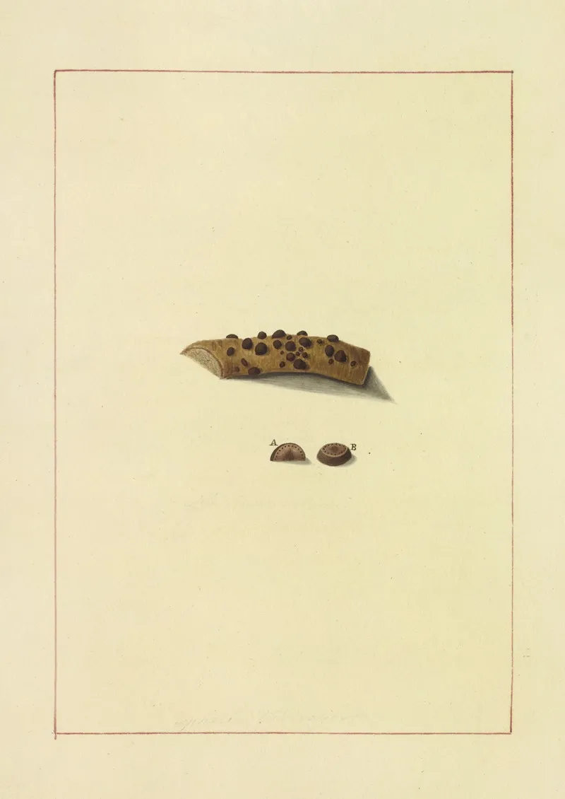 Icons Fungorum Circa Halifax Sponte Nascentium Pl 079 Wall Art by James Bolton - High-Resolution Digital Print