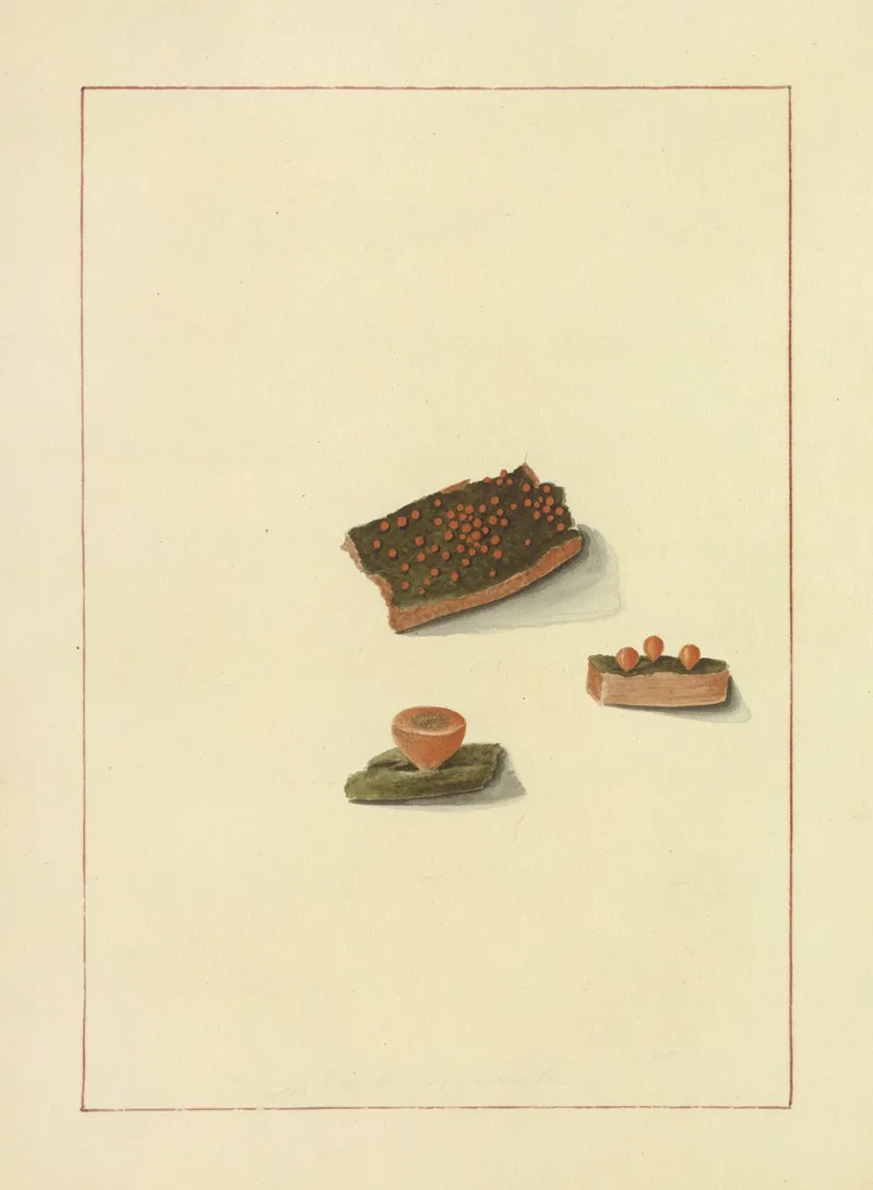 Icons Fungorum Circa Halifax Sponte Nascentium Pl 081 Wall Art by James Bolton - High-Resolution Digital Print