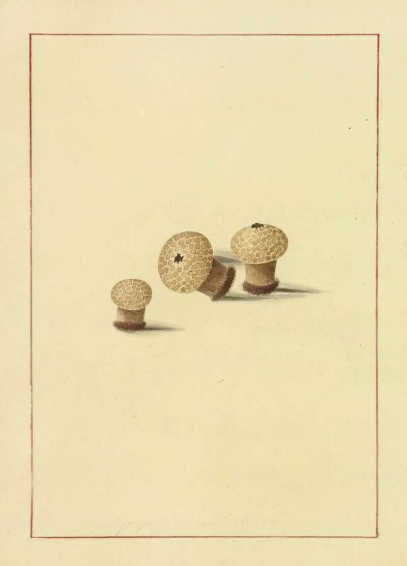 Icons Fungorum Circa Halifax Sponte Nascentium Pl 082 Wall Art by James Bolton - High-Resolution Digital Print