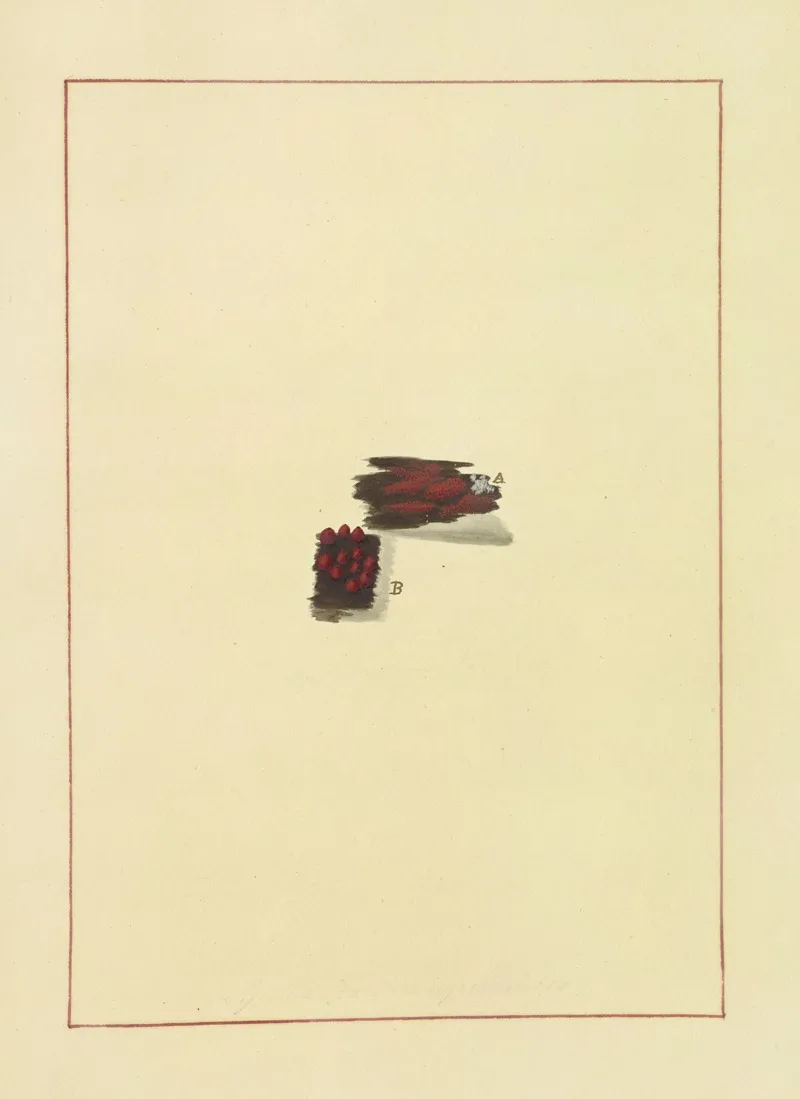 Icons Fungorum Circa Halifax Sponte Nascentium Pl 084 Wall Art by James Bolton - High-Resolution Digital Print