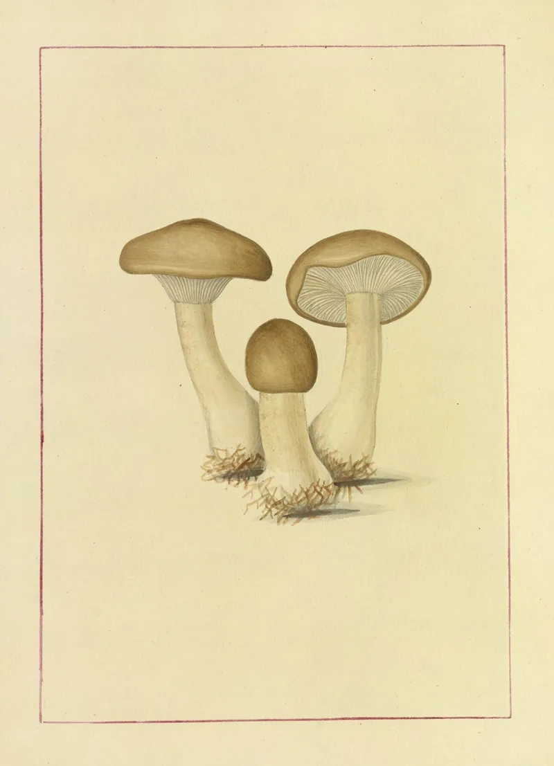 Icons Fungorum Circa Halifax Sponte Nascentium Pl 088 Wall Art by James Bolton - High-Resolution Digital Print