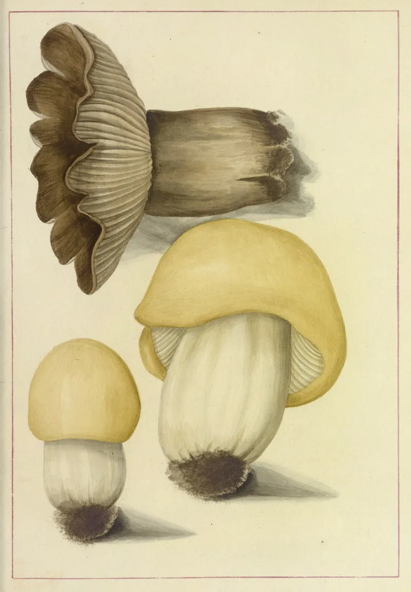Icons Fungorum Circa Halifax Sponte Nascentium Pl 089 Wall Art by James Bolton - High-Resolution Digital Print