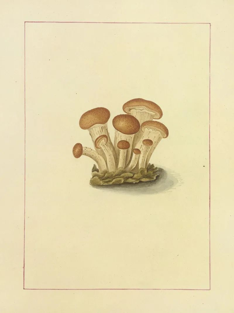 Icons Fungorum Circa Halifax Sponte Nascentium Pl 090 Wall Art by James Bolton - High-Resolution Digital Print