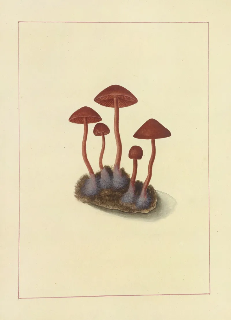 Icons Fungorum Circa Halifax Sponte Nascentium Pl 091 Wall Art by James Bolton - High-Resolution Digital Print