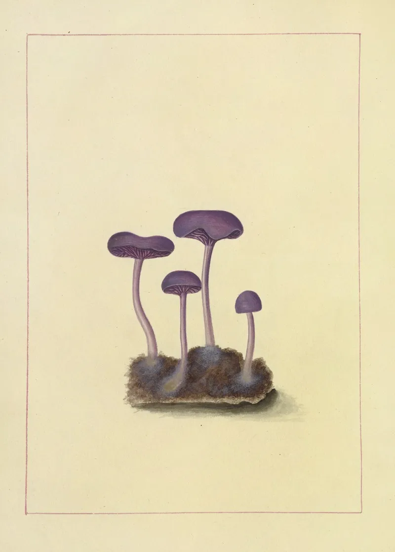 Icons Fungorum Circa Halifax Sponte Nascentium Pl 092 Wall Art by James Bolton - High-Resolution Digital Print