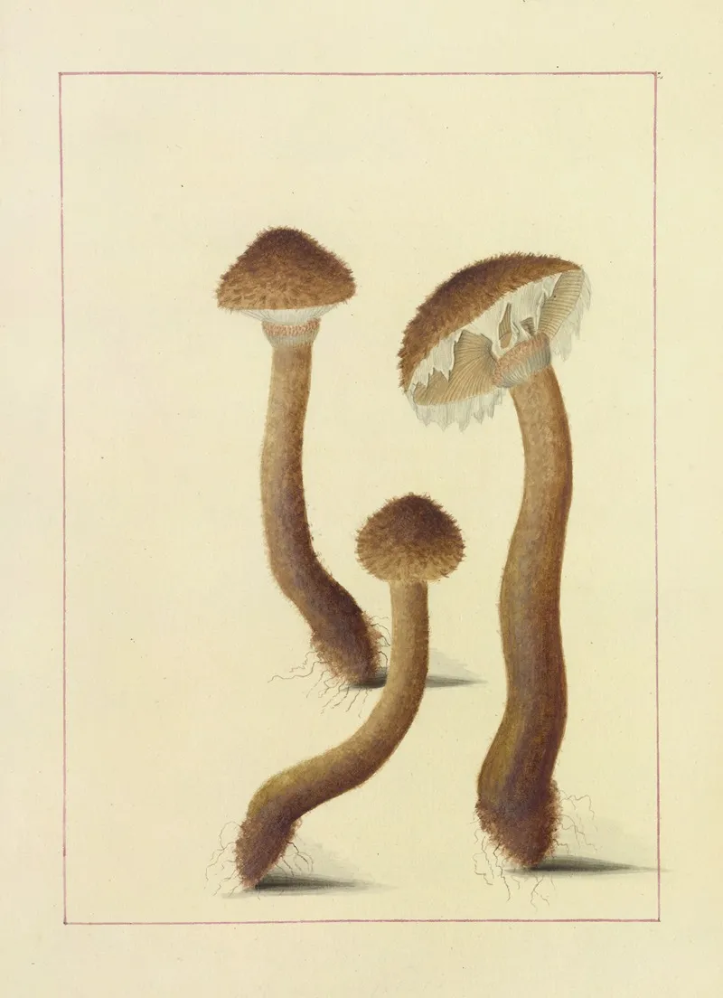 Icons Fungorum Circa Halifax Sponte Nascentium Pl 093 Wall Art by James Bolton - High-Resolution Digital Print