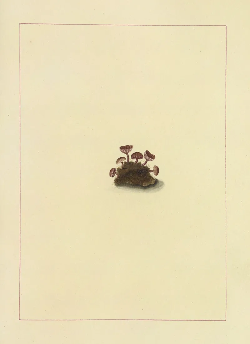 Icons Fungorum Circa Halifax Sponte Nascentium Pl 098 Wall Art by James Bolton - High-Resolution Digital Print